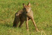 Hier sollten Sie ein Wolfsfoto sehen