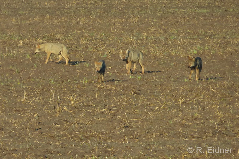 01_P1010380abs