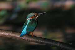 IMG_2898ne.jpg