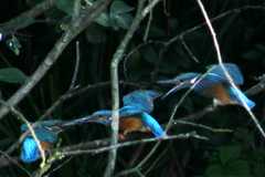 IMG_2080ne.jpg